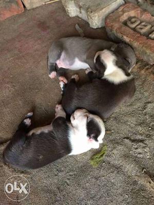 Three Black-and-white Short Coat Puppies
