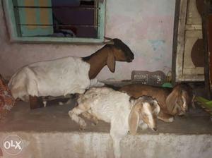 Three White, Brown Goats