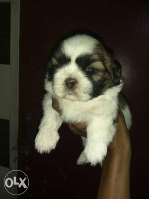 Top Quality Heavyboned duely dewormed shihtzu
