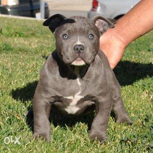 Top quality Pitbull puppy 35 days old Import for sell in Go