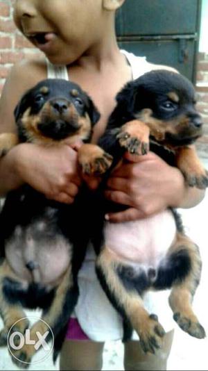 Top quality Rottweiler male & female Puppy available