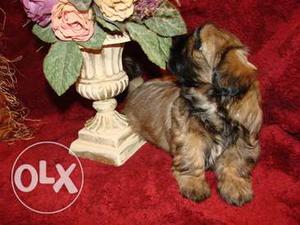 Top quality healthy beautiful Lhasa apso puppy