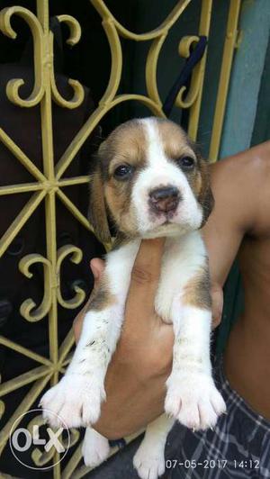 Tri-color Beagle Puppy