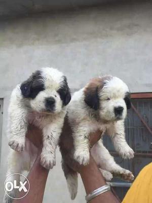 Two Black-and-white Saint Bernard Puppy