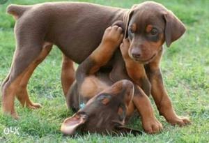 Two Brown Dooberman Puppies