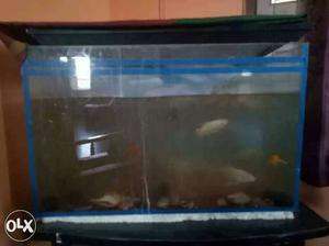 Two Gray Fishes In Tank