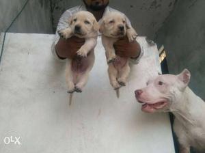 Two White Short Coat Puppies And Medium White Short Coat Dog