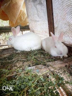 Two female and one male rabbit total 3 rabbits total 5 kg