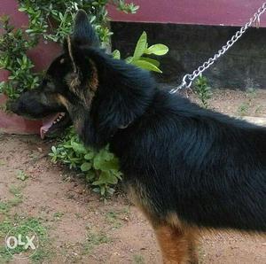 Urgent sale GSD male 1.5 month old..