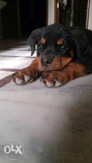 Very nce and good quality male dog rottweiler