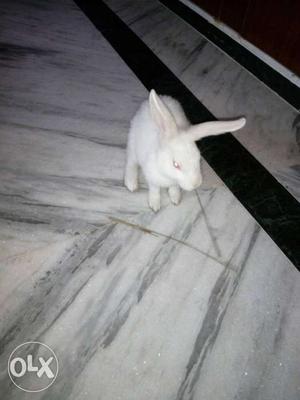 Very very cute Rabbits at very low price urgent