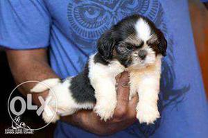 White And Black & Tri color shih tzu available