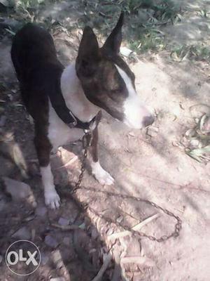 White And Brown Long Snouth Bull Terrier