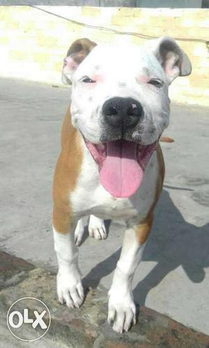 White And brown American Pitbull female