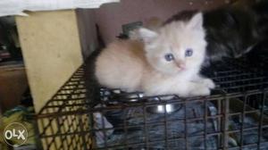 White Kitten In Black Steel Pet Cage
