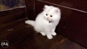 White Medium-coated Kitten