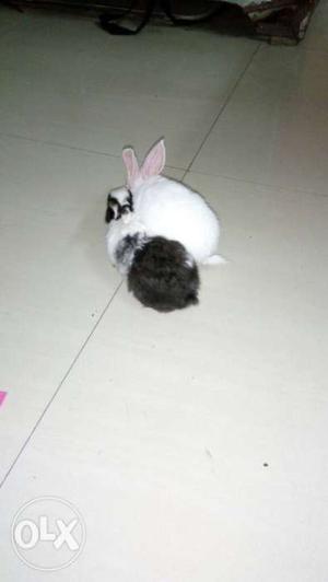 White and black Rabbit