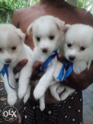 White indian spitz 36 days old male n female