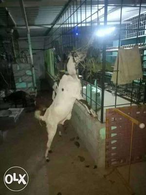 White jamnapuri Goat