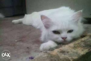 White parsian female cat is for sell.argent.vll *441