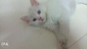 White persian kitten for sell n cat toys