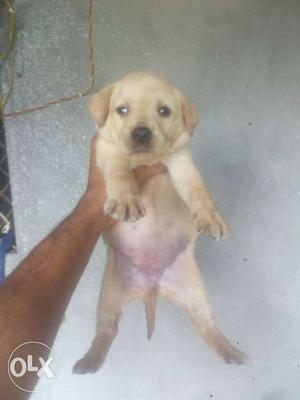 Wow quality lab gsd puppies othr breed also available here
