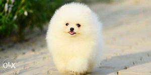 ``show Quality pomerian``puppies avable pure breed..