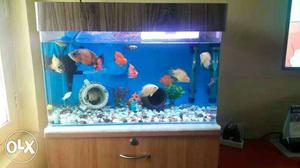 Imported Fish Tank 2ft x 1.5ftx 2ft