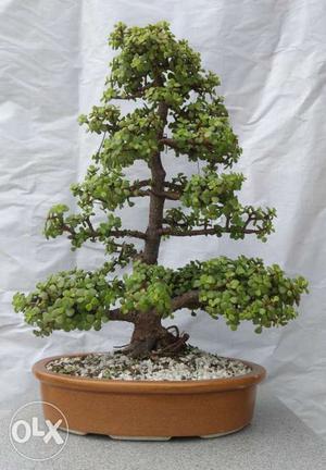 8 year old jade bonsai tree.