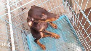 2.5 months brown colour vaccinated doberman