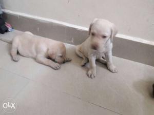 2 Labrador New Born Puppies