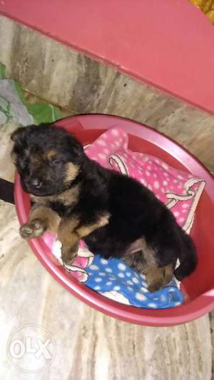 3 German Shepherd pups, 1 male and 2 females for