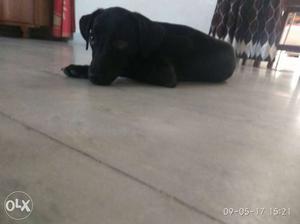 3 mnth female labrador with all vaccination