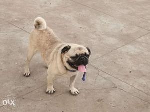 3 yrs old pug for sale