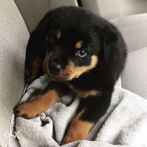 35 days Rottweiler Puppy wid Certificate for sale