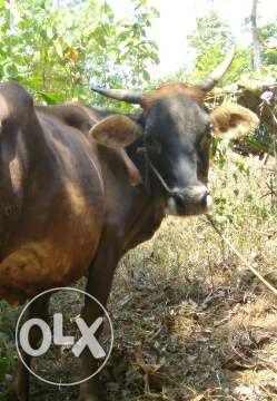4 year old nadan cow with 4 months old male calf.