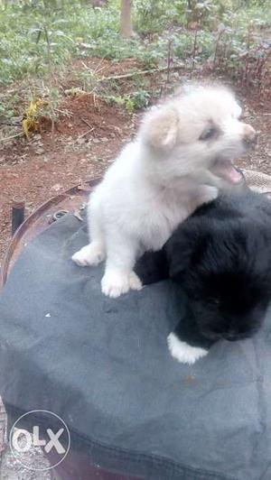 40 days old smart Lhasa apso puppies for sale