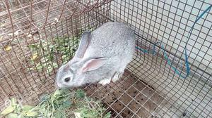 5 month old male rabbits = 400/rs bunnies =200/rs