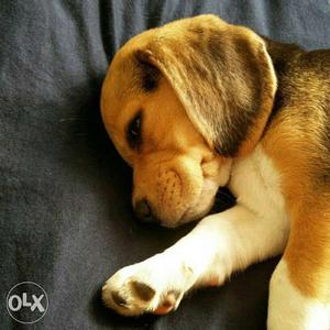 60Days Beagle Dog