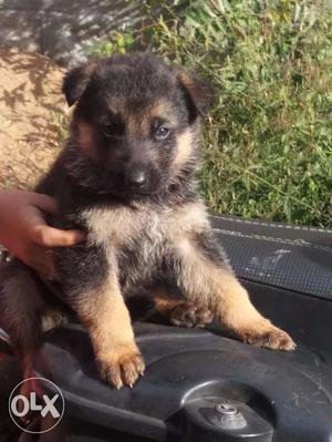 90 Days Old German Shepherd Puppies For Sale
