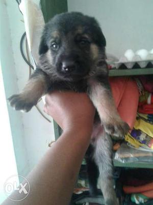 9O Black leo kennel German sherpherd female puppy in