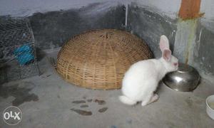 A Healthy Male Rabbit. Only Rs: 100. (Fixed Price)