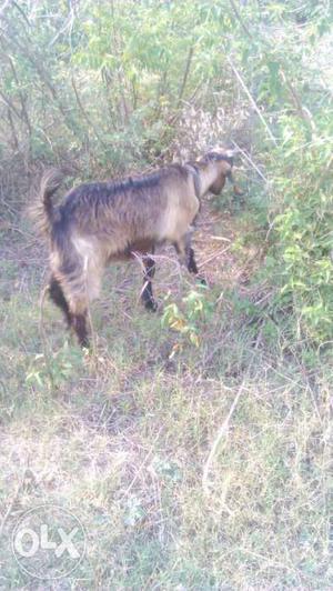 A male pahadi goat in premnagar dehradun urgent
