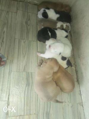 Am bully pups for sale top qwality