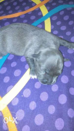 American bully 6 puppies available 10 days old