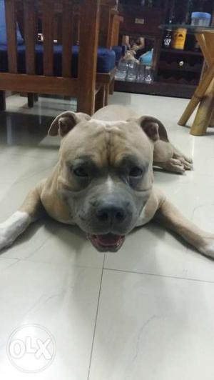 American bully male available for mating