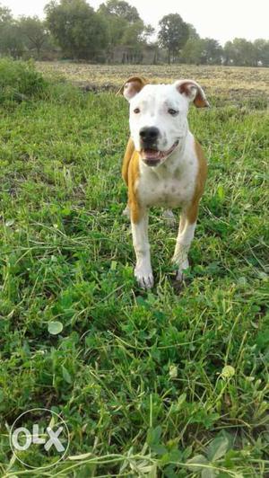 American pitbull female 7 month old only for sale