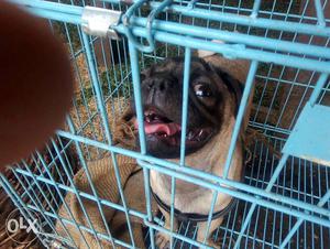 Apricot Pug In Cage