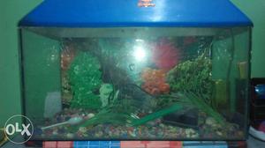 Aquarium with cover and oxygen motor