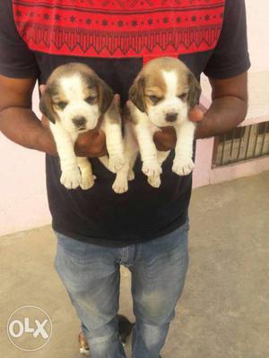 Beagle show quality puppies availaible at very